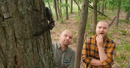 MMA w lesie. Unikatowe nagranie z Nadleśnictwa Włoszakowice