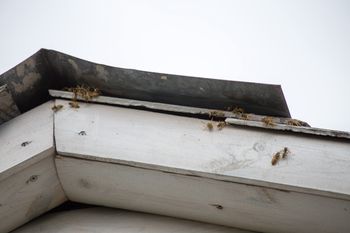 Sezon na owady trwa. Strażacy mają pełne ręce roboty z osami, szerszeniami i pszczołami
