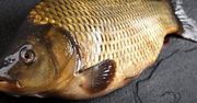 Jak wybrać najlepszego karpia na Wigilię?