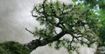Wystawa Bonsai w Palmiarni