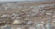 Genetycznie zmodyfikowane bakterie rozkładają plastik w słonej wodzie