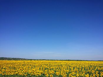 Nareszcie lato. Dzisiaj jest Dzień Najkrótszego Cienia