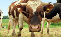 Byki uciekły z gospodarstwa. Udało się je odłowić