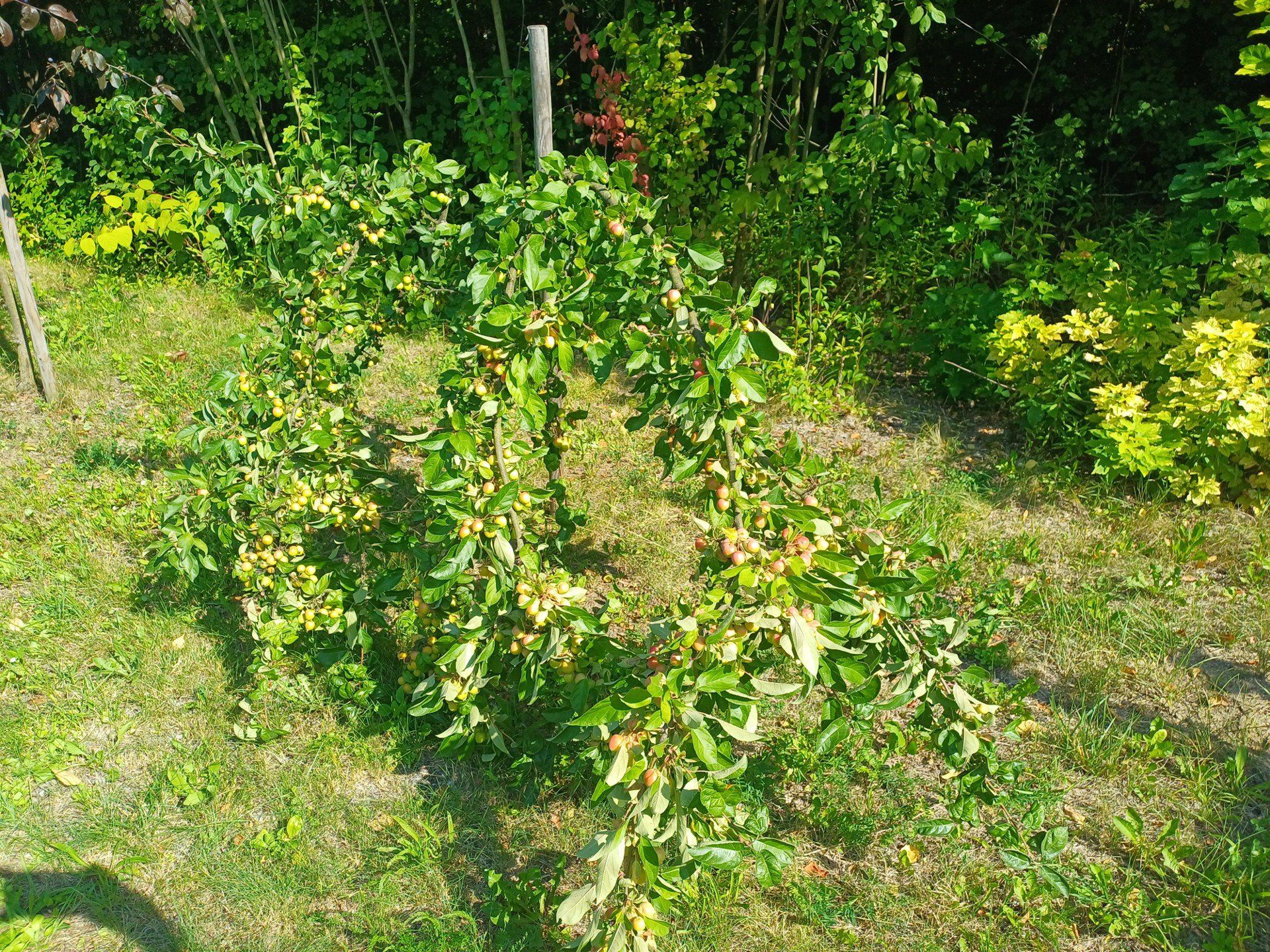 Śląski Ogród Botaniczny w Radzionkowie
