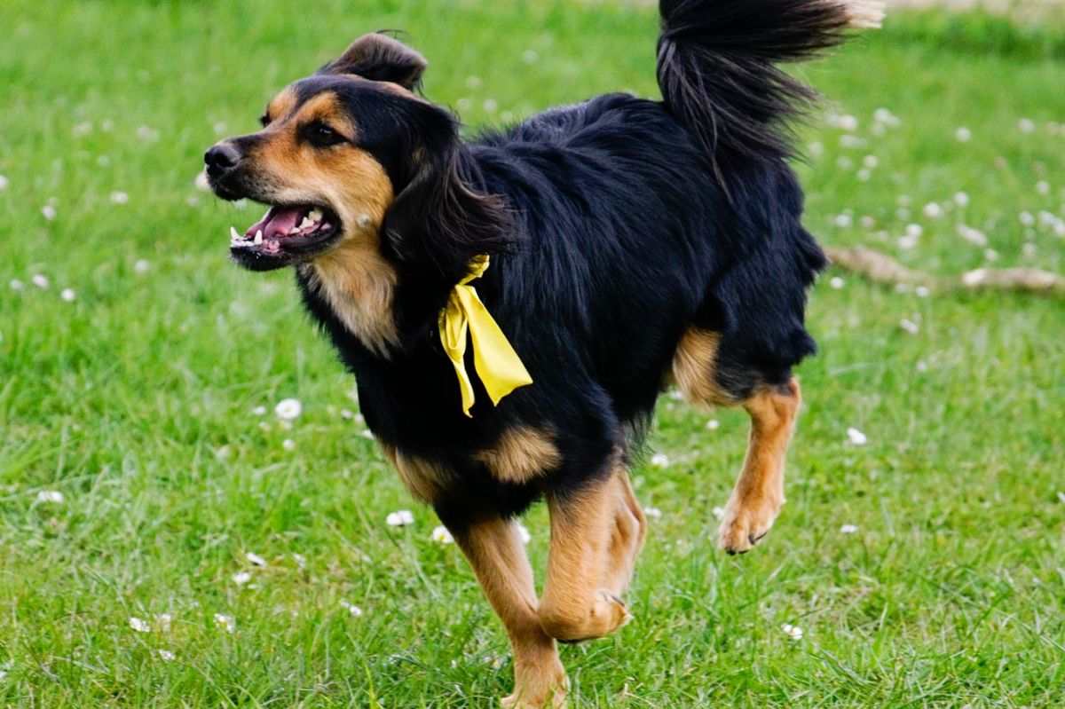 Widzisz psa z taką wstążką? Nie podchodź do niego