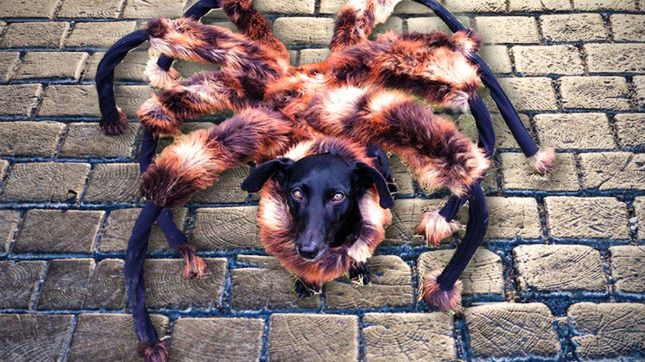 "Złodzieje contentu". Wardęga walczy z portalem o swoje pieniądze – i jest skuteczny! 1