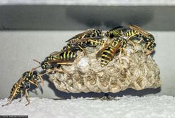 Uwaga na te owady. Są podobne do osy, ale bardziej niebezpieczne