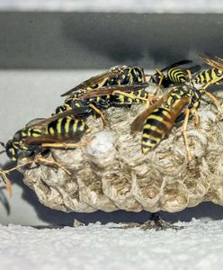 Uwaga na te owady. Są podobne do osy, ale bardziej niebezpieczne