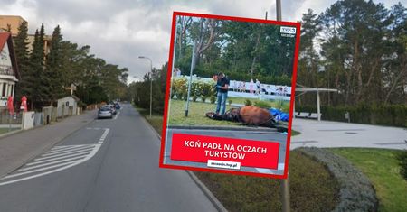 Koń padł w Świnoujściu. Śledczy o przesłuchaniu dorożkarza
