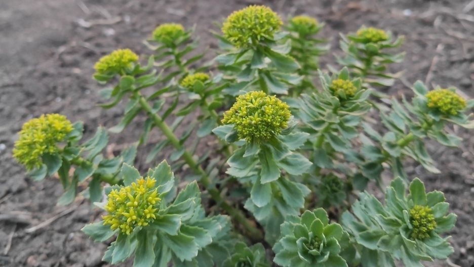 Różeniec górski (Rhodiola rosea L.) 