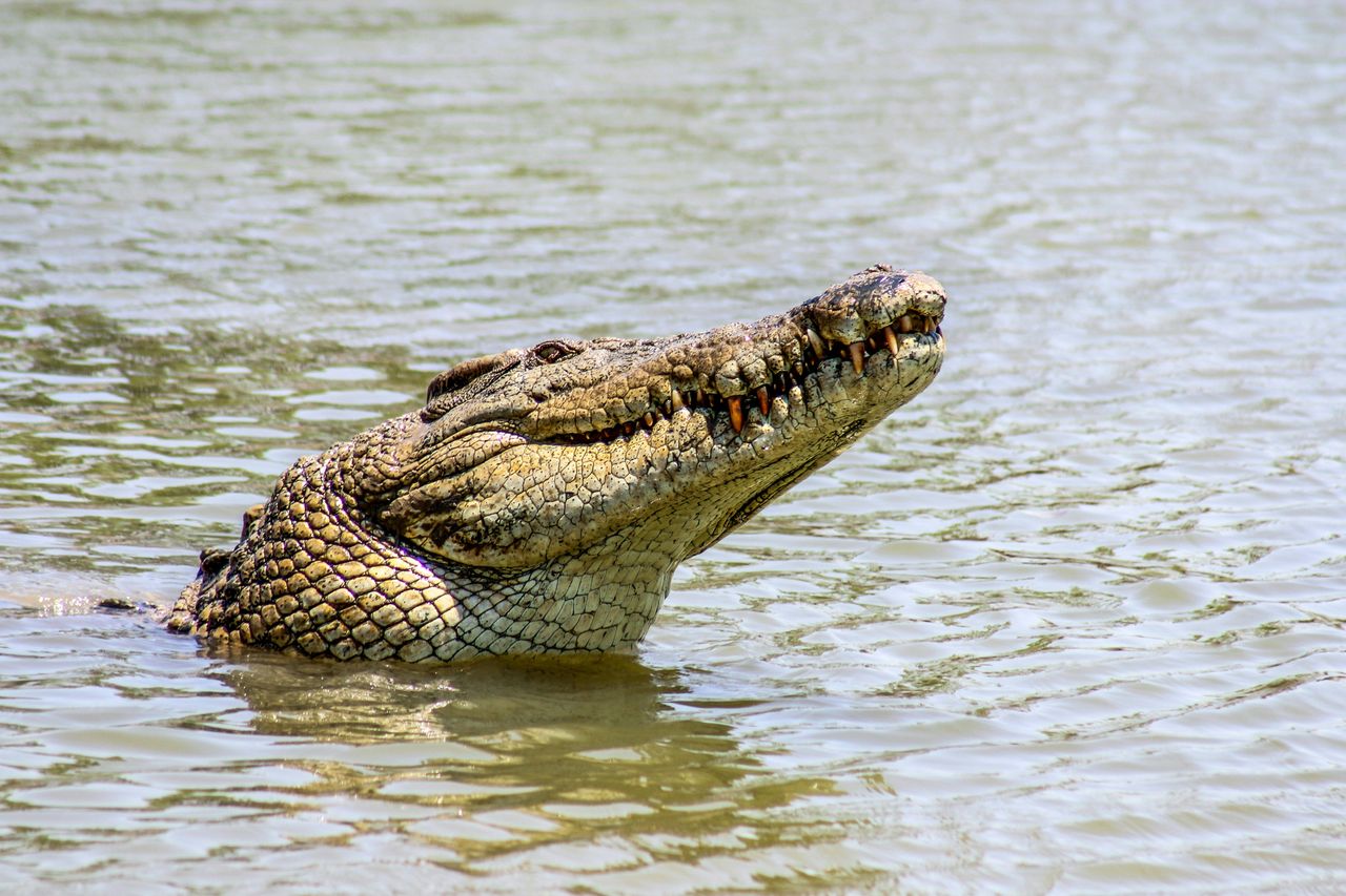 The Englishwoman Georgia Laurie saved her twin sister, Melissa, from a crocodile attack.