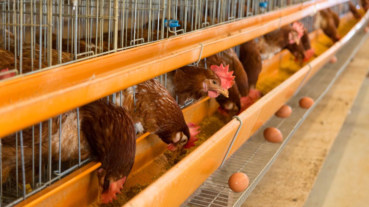 Pracownik fermy drobiarskiej wpadł do zbiornika z nawozem. Mężczyzna nie żyje