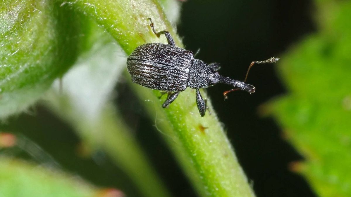 Jak zwalczyć szkodniki? (zdjęcie podglądowe)