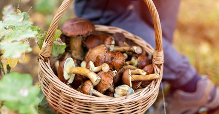 W tych miejscach nie wolno zbierać grzybów. Mogą być niebezpieczne dla zdrowia