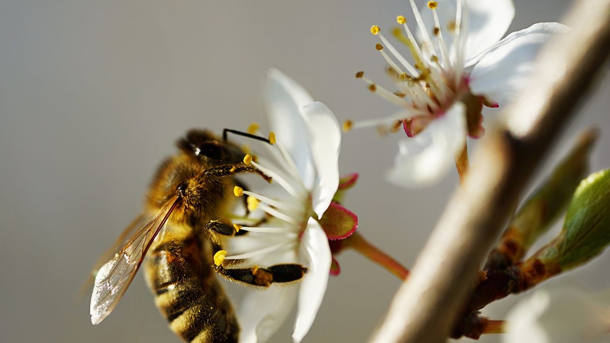 Pszczoły umierają także zimną. Winny zgnilec amerykański  