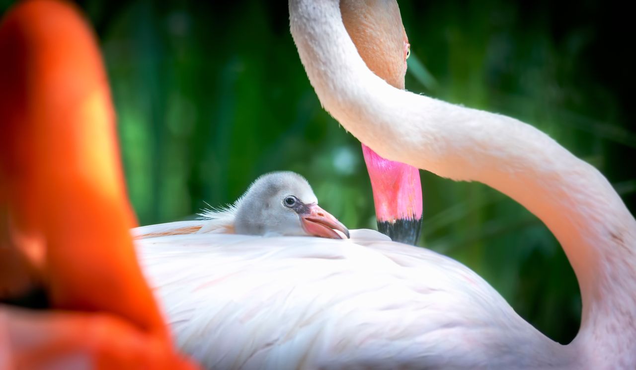 Młode flamingi w gdańskim zoo. Do tej pory wykluło się ich 9, a to jeszcze nie koniec!