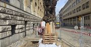 Dziwny remont w centrum Poznania? Drzewo „okopane” ze wszystkich stron budzi pytania mieszkańców