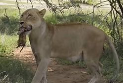 Niezwykły moment uchwycony na Safari. To prawdziwy cud