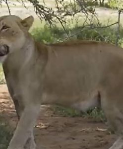 Niezwykły moment uchwycony na Safari. To prawdziwy cud