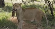 Niezwykły moment uchwycony na Safari. To prawdziwy cud