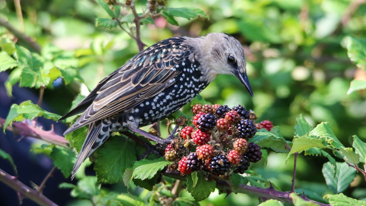 Chronimy ogród przed ptakami – przegląd najlepszych akcesoriów 1