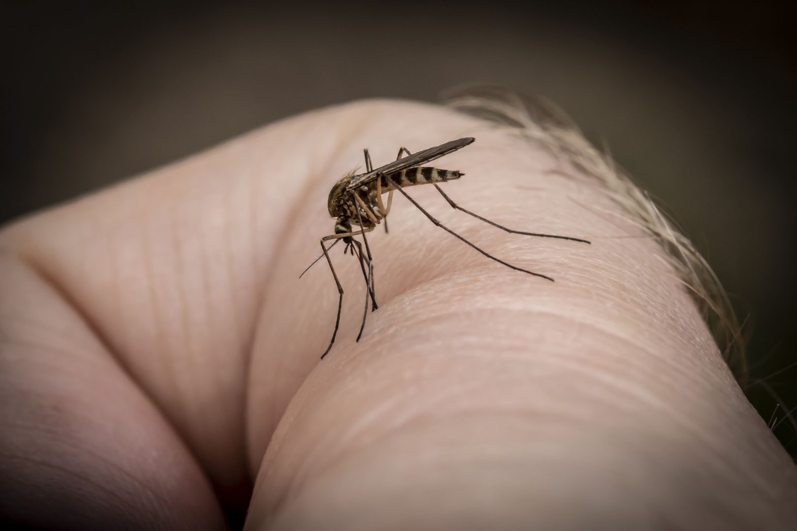 Ludzie uwielbiają, komary nie znoszą. Warto umieścić na tarasie