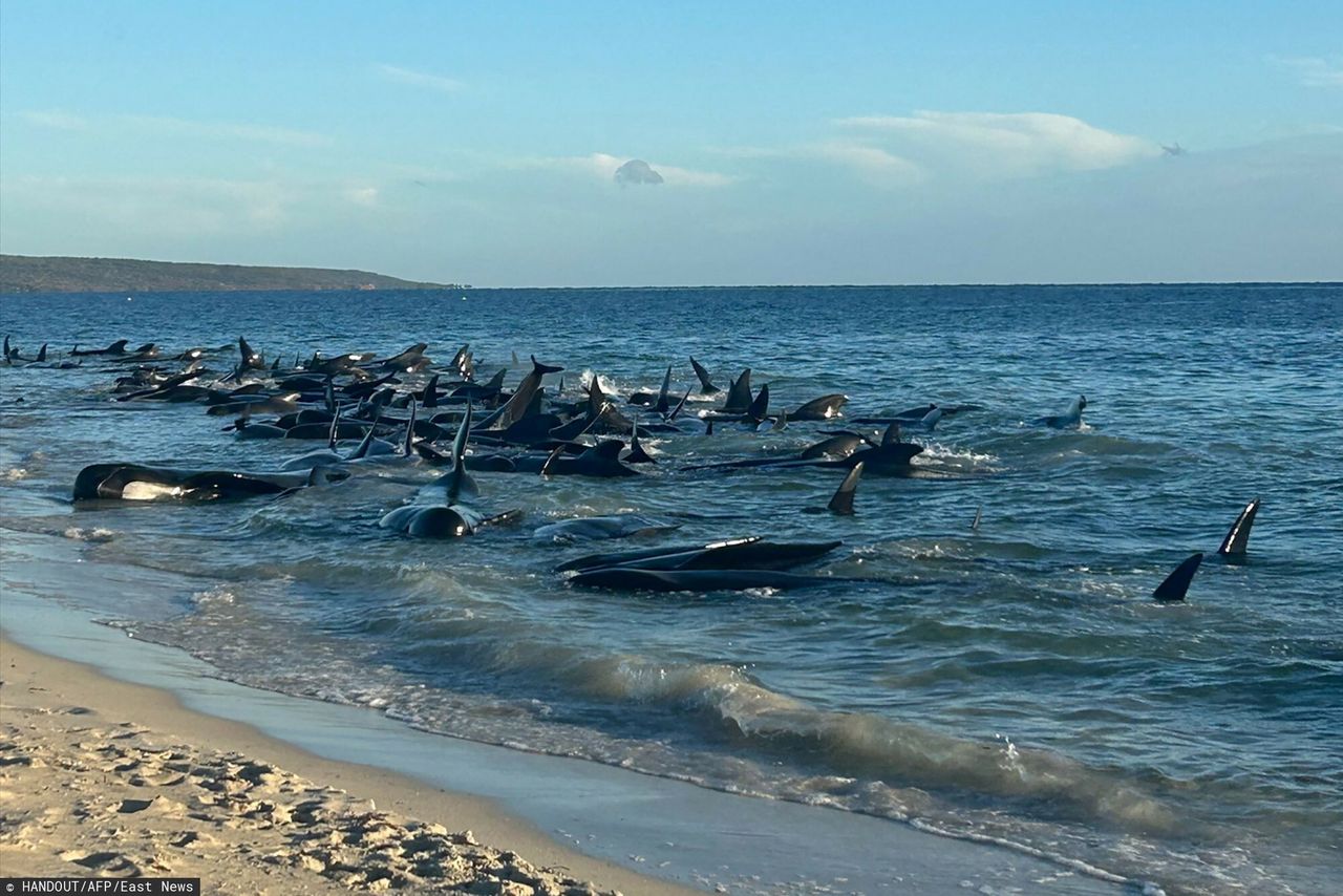 Over a hundred whales stranded on a shoal in Western Australia.