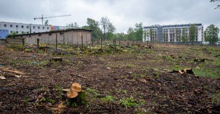Usunęli 1265 drzew. Przegrał wybory i dopuścił do wielkiej wycinki