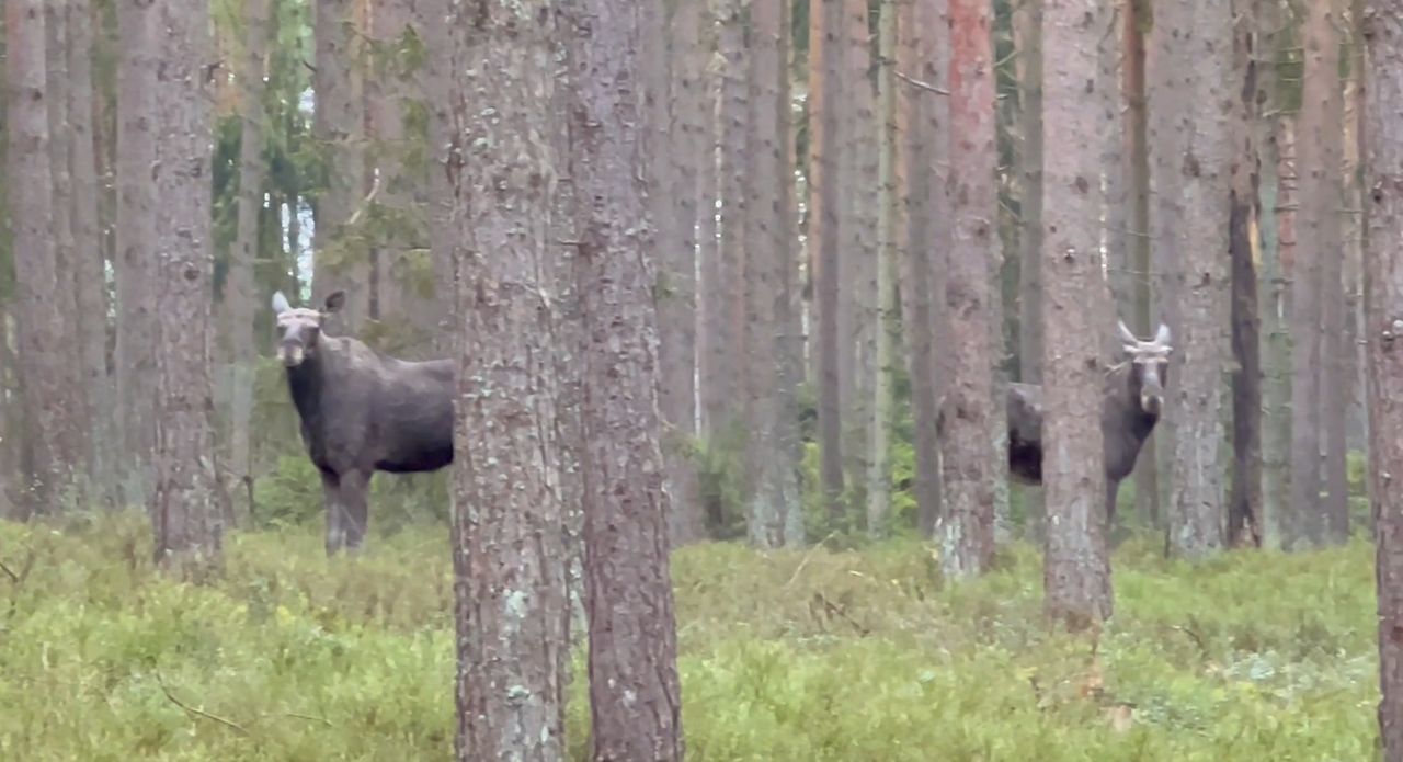 Bliskie spotkanie w lesie. Na widok człowieka zamarły