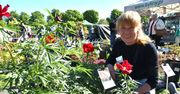 Nowa Sól: Tłumy na kiermaszu ogrodniczym nad Odrą. Wybór przeogromny