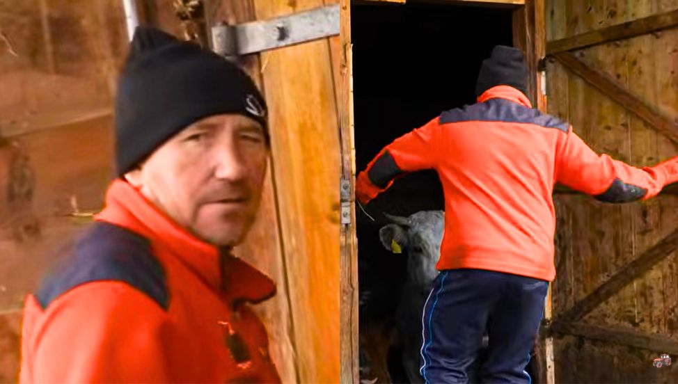 Tu Andrzej z Plutycz trzyma 41 krów. "Zgłoszę cię do sanepidu"