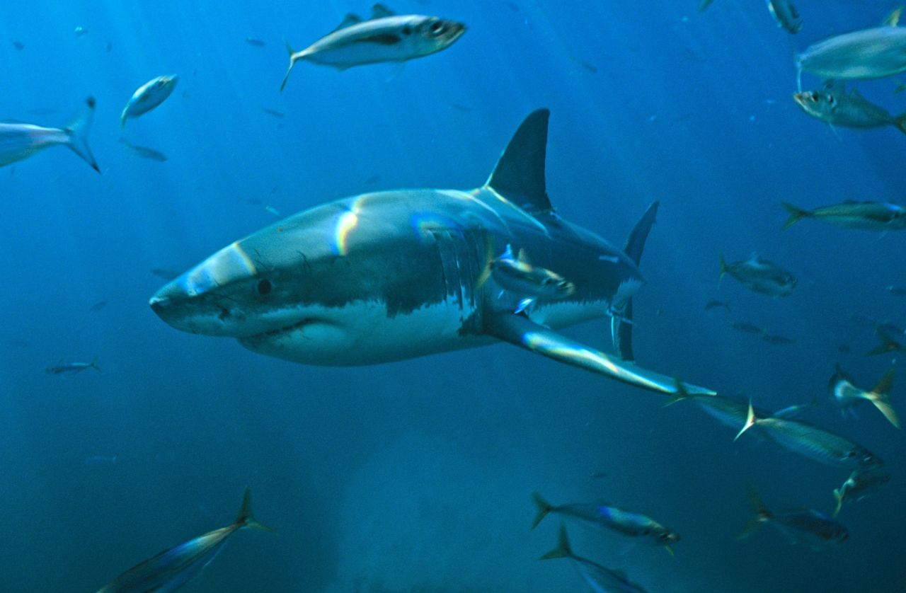 Rekiny wykorzystują pole magnetyczne Ziemi do poruszania się po morzach - rekin