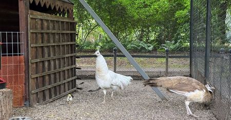 Mały cud w sercu Lublina! W Ogrodzie Saskim wykluł się pierwszy od lat paw [ZDJĘCIA]