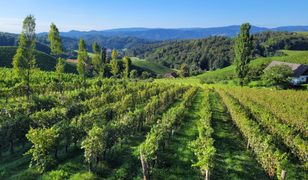 Słowenia. Winiarska perełka na mapie Europy