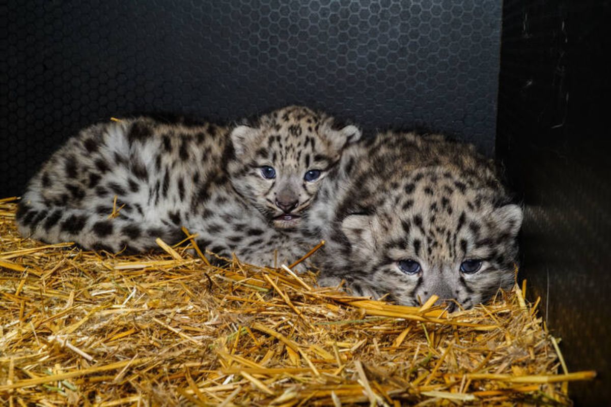 W ZOO we Wrocławiu urodziły się pantery śnieżne. Są zdjęcia