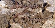 Odkryli szkielet lagerpetona. Sensacyjne odkrycie