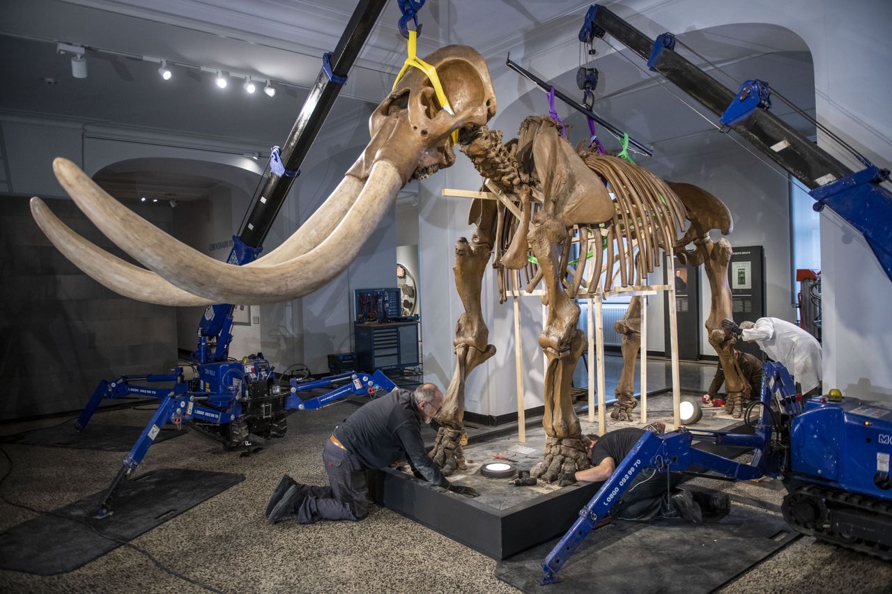 Szkielet mastodonta w Hessian Landesmuseum w Niemczech.