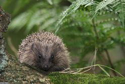 "Grali" jeżem w piłkę. Zwierzę nie przeżyło