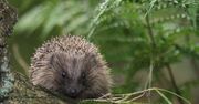 "Grali" jeżem w piłkę. Zwierzę nie przeżyło