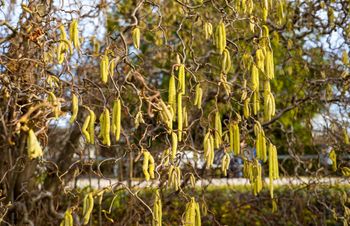 Co pyli w marcu? Uważaj na te drzewa