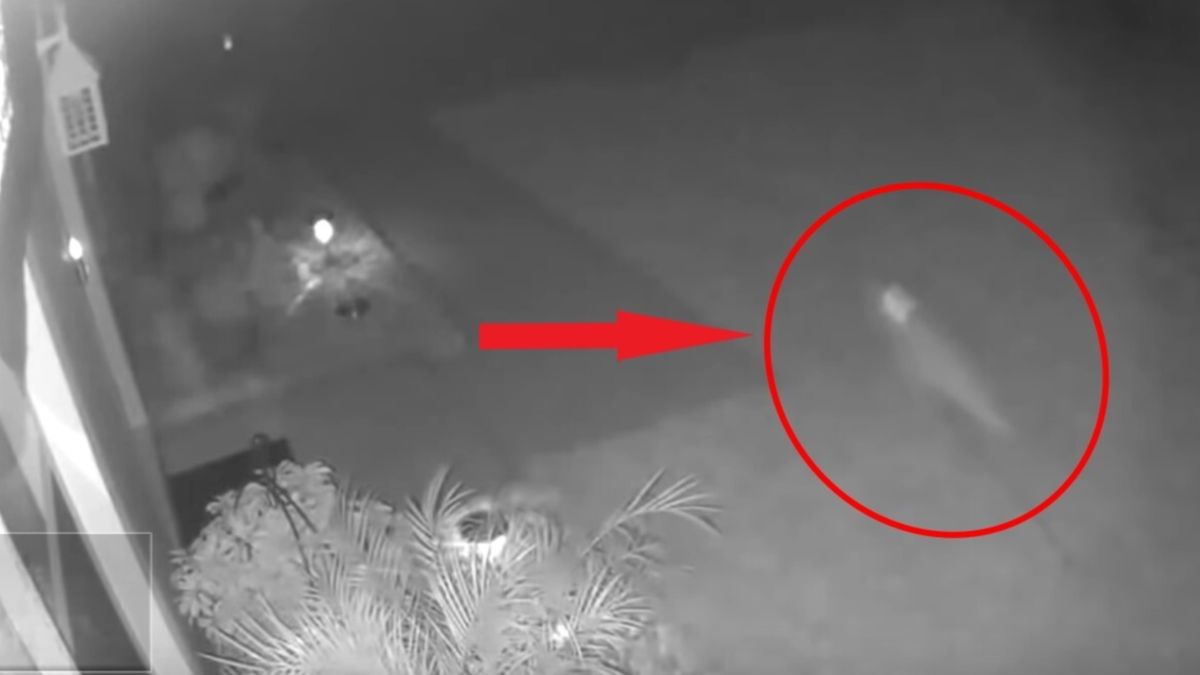 Nagranie z zewnętrznej kamery monitoringu, które rzekomo przedstawia "małego dinozaura"