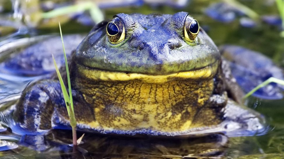 Plaga żaby ryczącej w Holandii. Chcą ją zwalczać