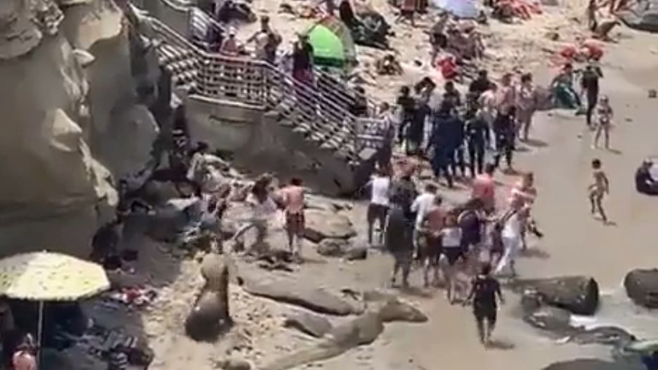 Lwy morskie przegoniły plażowiczów 