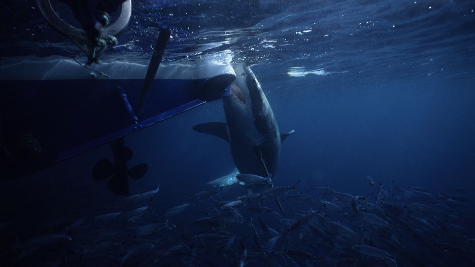 Rybak stoczył walkę z rekinem