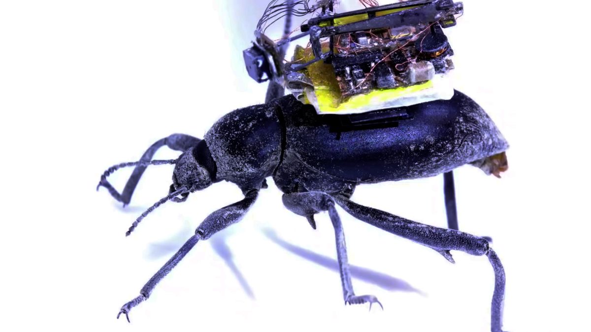 Ten mały bezprzewodowy aparat można zamocować na… żuku! 1