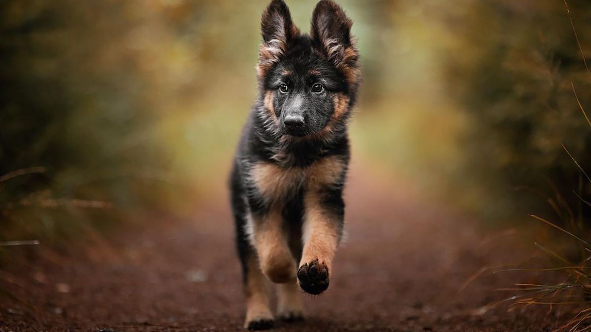 Ulubionym tematów tej fotgorafki są psy w ruchu.