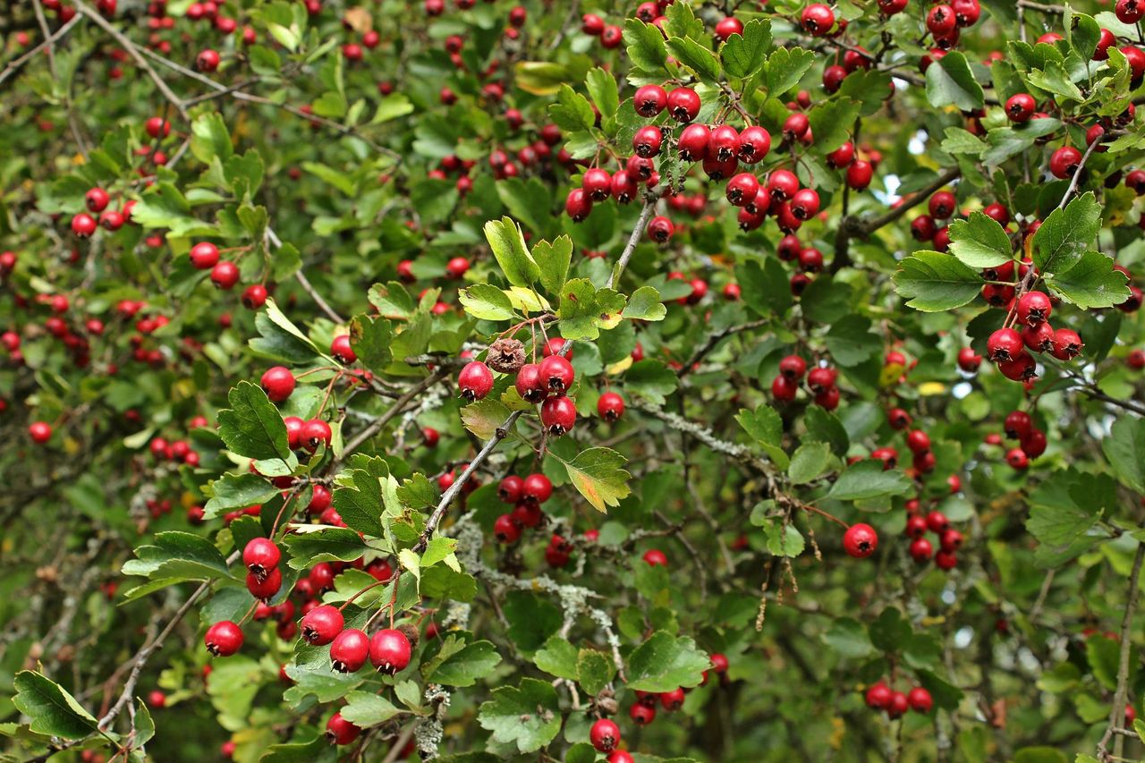 Głóg – kwiaty, owoce i funkcja „żywego muru”