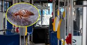Plaga pluskiew w Krakowie. Jest afera o źródło problemu