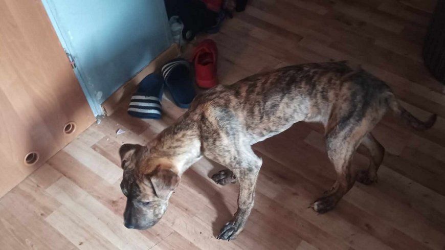 Wychudzony Amstaff