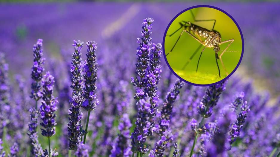 Chcesz odstraszyć komary? Posadź te rośliny, a pozbędziesz się niechcianych gości